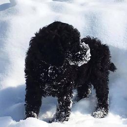Poodle Puppies from Ocotillo Ranch Poodles and Stud Service