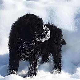 Poodle Puppies from Ocotillo Ranch Poodles and Stud Service