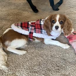 Maple - Cavalier King Charles Spaniel