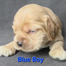 Blue - Buff male Cocker Spaniel puppy in Lebanon, Missouri from Spring Hollow Cocker Spaniels
