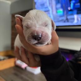 Cottontail (Black) - Light golden male Golden Retriever puppy in Jacksonville, Florida from River City Golden Retrievers