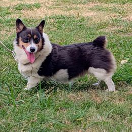 Lucas - Pembroke Welsh Corgi
