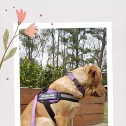 Labrador Retriever puppies from Kingdom Kenelz Labradors
