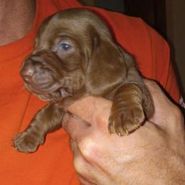 Minke - Chocolate female Dachshund puppy in Bigfork, Minnesota from Long Ears and Long Dogs Ranch