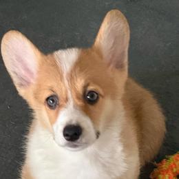 Freedom - Sable female Pembroke Welsh Corgi puppy in Nevada, Iowa from Rogers AKC Corgis of Iowa.