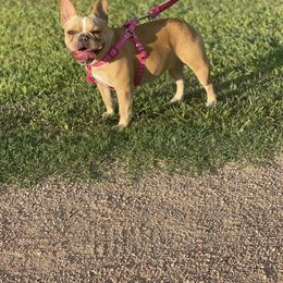 Sasha - French Bulldog