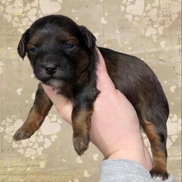 Toast - Black and tan male Yorkipoo puppy in Coshocton, Ohio from Forever Family Puppies