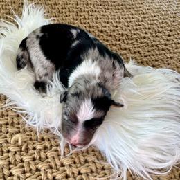 Cedar - Blue merle male Australian Shepherd puppy in Zwingle, Iowa from Homestead Aussies & Doodles