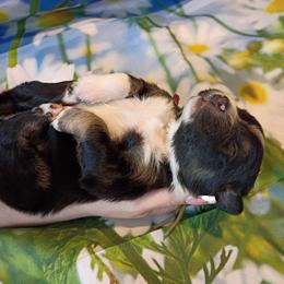 Amber (yellow) - Black tri-color female Australian Shepherd puppy in Okeechobee, Florida from Rothsolid Puppies