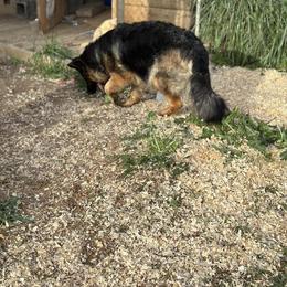German Shepherds from What a Heart Wants