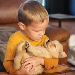 Golden Retriever Puppies from Sheaman Farm