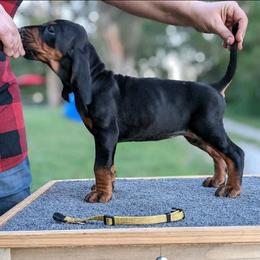 Mss Yellow - Black and tan female Black and Tan Coonhound puppy in Madisonville, Tennessee from Blackstone Valley Hounds
