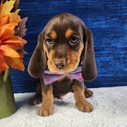 Cade - Brown white and tan male Beagle puppy in Pottersville, Missouri from Lovan's Spring Creek Kennel