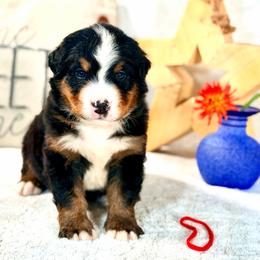 Red boy - Tri-color male Bernese Mountain Dog puppy in Waukesha, Wisconsin from Bernese Boutique
