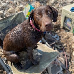 Labrador Retriever All Grown Up from Rocky Mountain Dogs - Utah