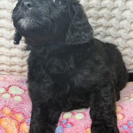 Assorted Doodle Crosses Puppies from LaiCi Doodles