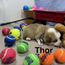 Thor - Sable male Pembroke Welsh Corgi puppy in Apison, Tennessee from Ashmore Corgis