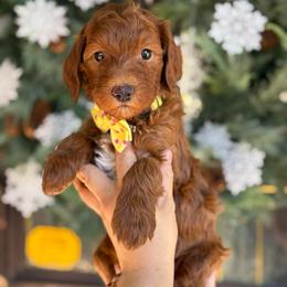 Yvette -Yellow collar female - Red  female Goldendoodle puppy in Yuciapa, California from AlltheDoodlez_