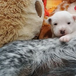 Australian Cattle Dog puppies from Kurczak Farm LLC