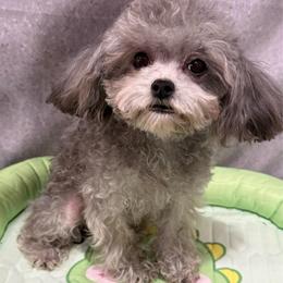 Nina - Silver female Poodle puppy in San Diego, Temecula, Ontario, California from Yorkie & Maltese Royalty