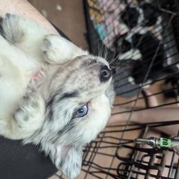 Australian Shepherd and Great Dane Puppies from AEW Farm