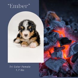 Ember (Yellow Collar) - Tri-color female Bernedoodle puppy in Hudson, Indiana from TurkeyCreek-K9