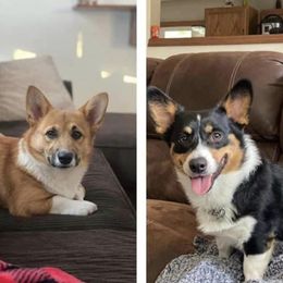 Dachshunds and Pembroke Welsh Corgis from 3k Corgis and Miniature Dachshunds