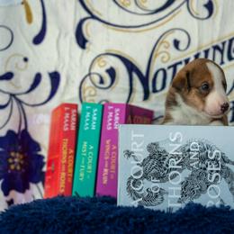 Border Collie, Papillon, Sporty Mix, and Whippet Puppies from Old Hemp Border Collies / Open Horizon Sport Dogs