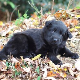 Red Collar - Black male German Shepherd puppy in Elkmont, Alabama from Oakmont Shepherds