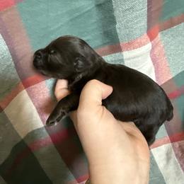 Rhodes - Liver male Miniature Schnauzer puppy in Scottsboro, Alabama from EsKay Mini Schnauzers