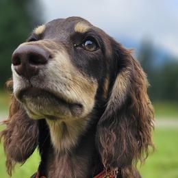 Oscar - Dachshund