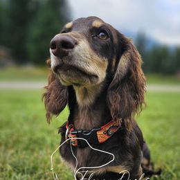 Oscar - Dachshund