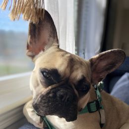 Cubby - French Bulldog