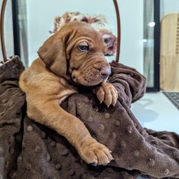 Boy 1 - Golden rust male Wirehaired Vizsla puppy in Talihina, Oklahoma from Buffalo Creek Kennel