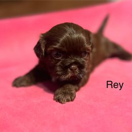 Rey - Chocolate female Shih Tzu puppy in Wilkesboro, North Carolina from Frannie and Annie Shih Tzu Babies