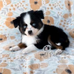 Hulk - Black tri male Toy Australian Shepherd puppy in Liberty Hill, Texas from Pistol Paws Aussies