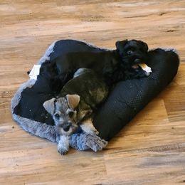 Miniature Schnauzer Puppies from Green Family Companion Kennel, LLC