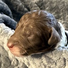 Black Collar Boy - Phantom male Poodle puppy in Huntsville, Alabama from Flint River Poodles