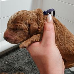 Pursuit - Red  male Goldendoodle puppy in Everett, Washington from Big Top Doodles