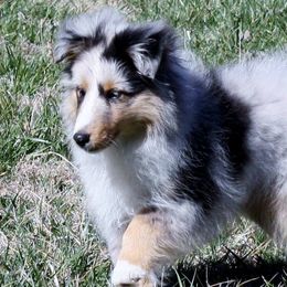 Shetland Sheepdogs from Vankrol Shelties