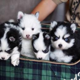 Pomsky, Rottweiler, Shetland Sheepdog, and Toy Shetland Sheepdog Puppies from Mountain High Kennels