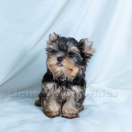 Yorkshire Terrier Puppies from Lightsome Yorkies