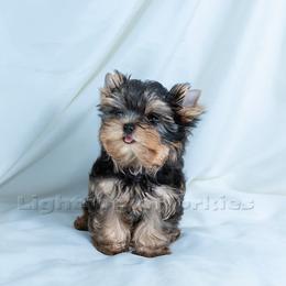 Yorkshire Terrier Puppies from Lightsome Yorkies