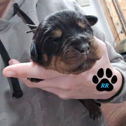 Teal - Black and mahogany female Rottweiler puppy in Tangent, Oregon from Raya's Royals