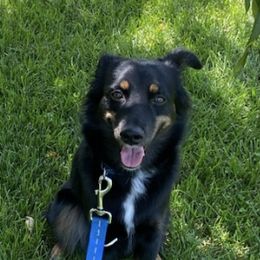 Miniature Australian Shepherds and Toy Australian Shepherds from Daisy Grove Aussies