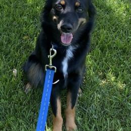 Miniature Australian Shepherds and Toy Australian Shepherds from Daisy Grove Aussies