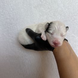 Aspen - Black and white female Pomsky puppy in Mc Minnville, Oregon from West Coast Pomskies