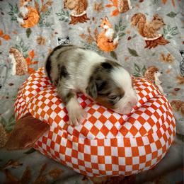 Cider - Blue merle male Australian Shepherd puppy in Brookfield Township, Ohio from AussieLand Shepherds