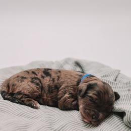 Blue Boy F1B Mini Goldendoodle - Merle male Goldendoodle puppy in Mckinney, Texas from Doodles of North Tx