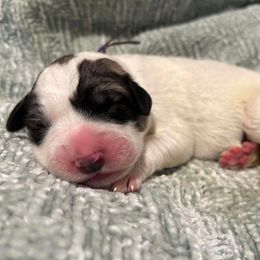 Purple - White and badger female Great Pyrenees puppy in Bloomington, Illinois from Odyssey Great Pyrenees
